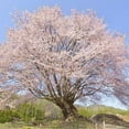 thumbnail image 6 of Akebono Flowering Cherry Tree, Dormant Tree, Cherry Blossom for Garden, 6-12 Inch in 2,5 Inches Pot, 6 of 6