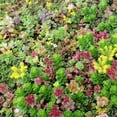 thumbnail image 3 of Expert Gardener 2.2 Quart Sedum Multicolor Perennial Groundcover Outdoor Live Plants Full Sun, 3 of 5