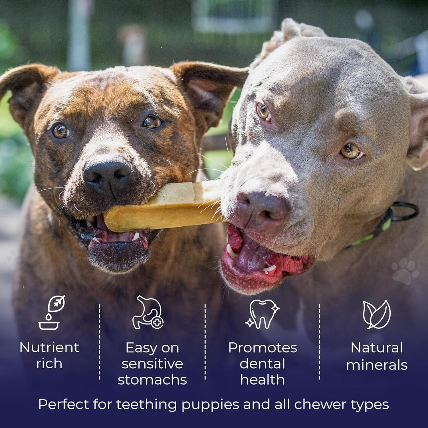 Devil Dog Pet Co Himalayan Yak Cheese Dog Chews for Aggressive Chewers, Long Lasting, Large, 4 Pack