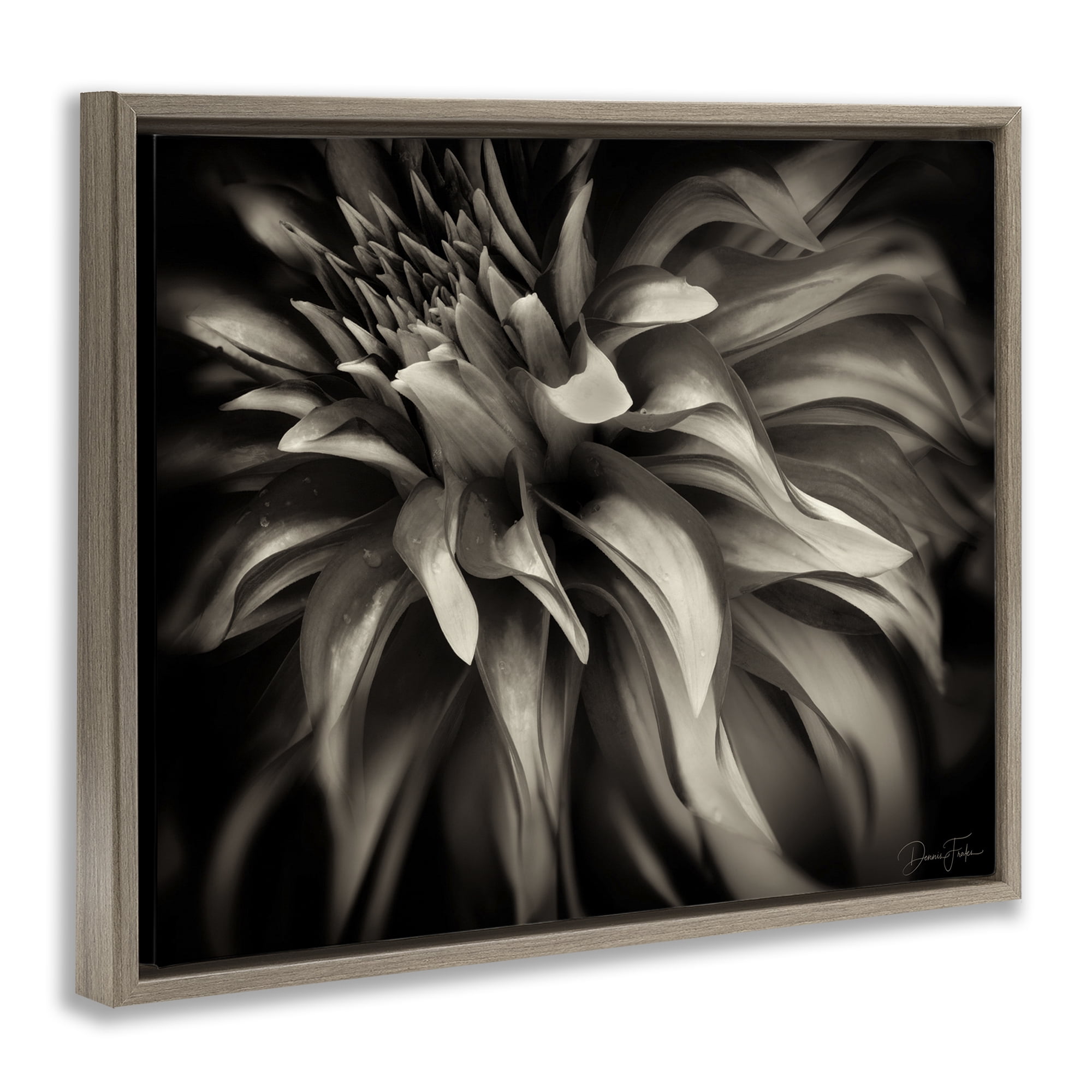 Stupell Industries Dark Curling Chrysanthemum Botanical & Floral Photography Brown Floater Framed Art Print Wall Art, 21 x 17