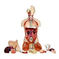thumbnail image 3 of Vision Scientific 27 Part Dual-Sex Human Torso w/ Open Back, 3 of 6