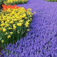thumbnail image 5 of 16 Pack Plant Support Stakes, Half Round Metal Garden Plant Stake Indoor Peony Cages and Supports, Green Plant Support Ring Border for Tomato,Hydrangea,Flower Outdoor (10" Wide x 15.8" High), 5 of 7