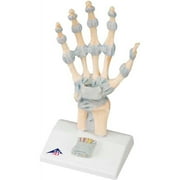 3B Anatomical Model - Hand Skeleton with Ligaments