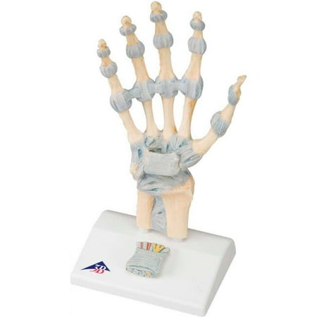 3B Anatomical Model - Hand Skeleton with Ligaments