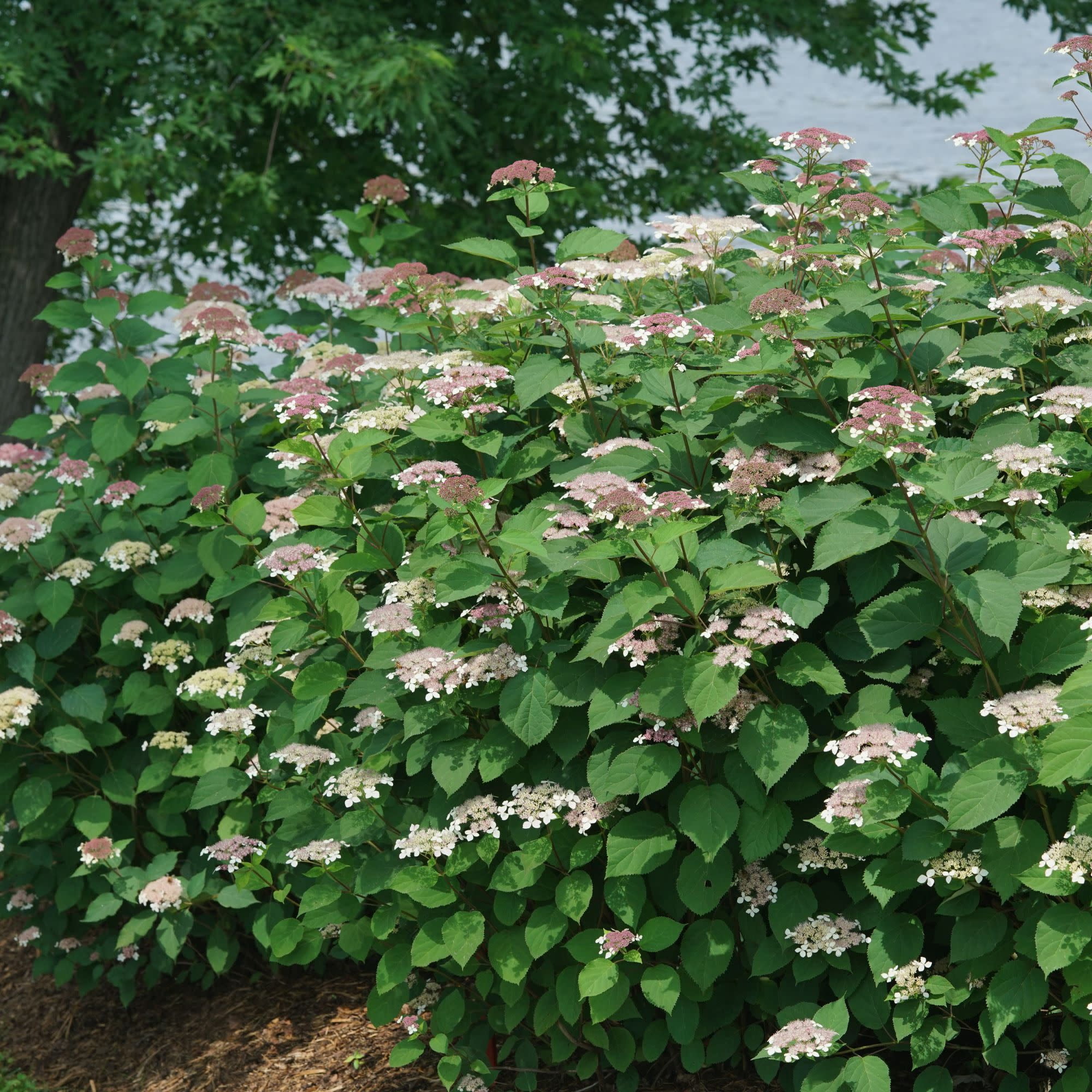 Proven Winners ColorChoice 5" Purple Invincibelle Lace Smooth Hydrangea Live Plant in 4.5" Pot (4 Count)