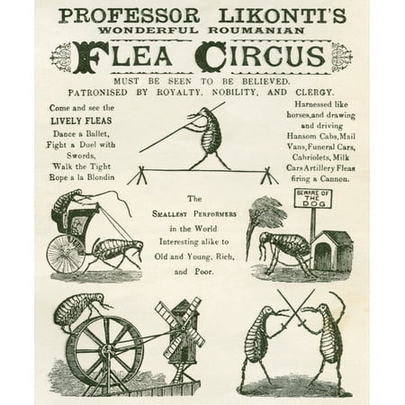 Playbill Of The Professor Likontis Wonderful Romanian Performing Fleas From The Strand Magazine Published 1896 Canvas Art - Ken Welsh Design Pics (24 x 30)