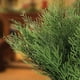 thumbnail image 4 of 40 ramitas de pino artificiales, tallos de vegetación sintética, púas de pino, decoración navideña de plástico, accesorios navideños DIY (40, verde), 4 of 8