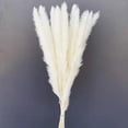 thumbnail image 4 of 15 secas de hierba pampa de 20 pulgadas de largo, color blanco para bodas, fiestas, bohemios, decoración del hogar, arreglos florales Zulema Hierba de pampa seca, 4 of 8