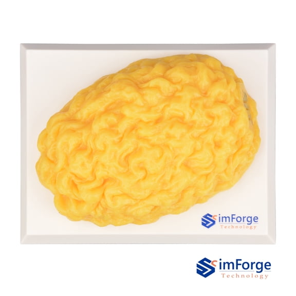 SimForge Human Body Fat Replica 1 lb with Display Base