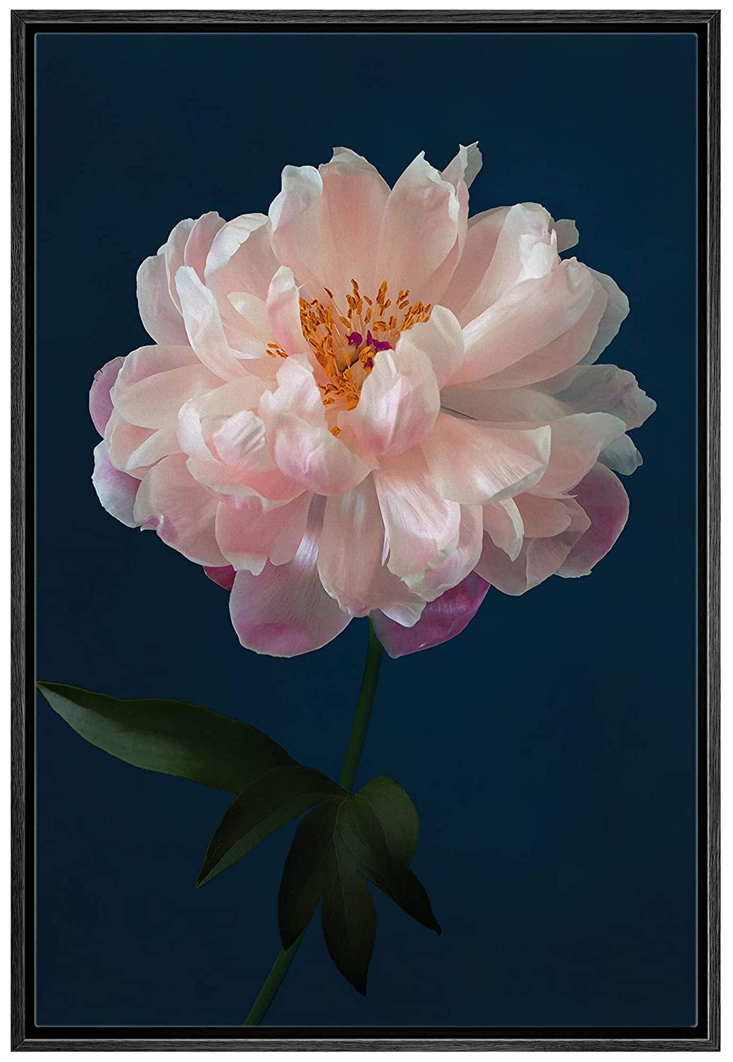 IDEA4WALL Framed Canvas Art Wall Decor A Pink Chinese Peony with Black  Background Floral Flower Photography Realism Romantics Closeup Relax/Calm  for Dorm Home Office 24