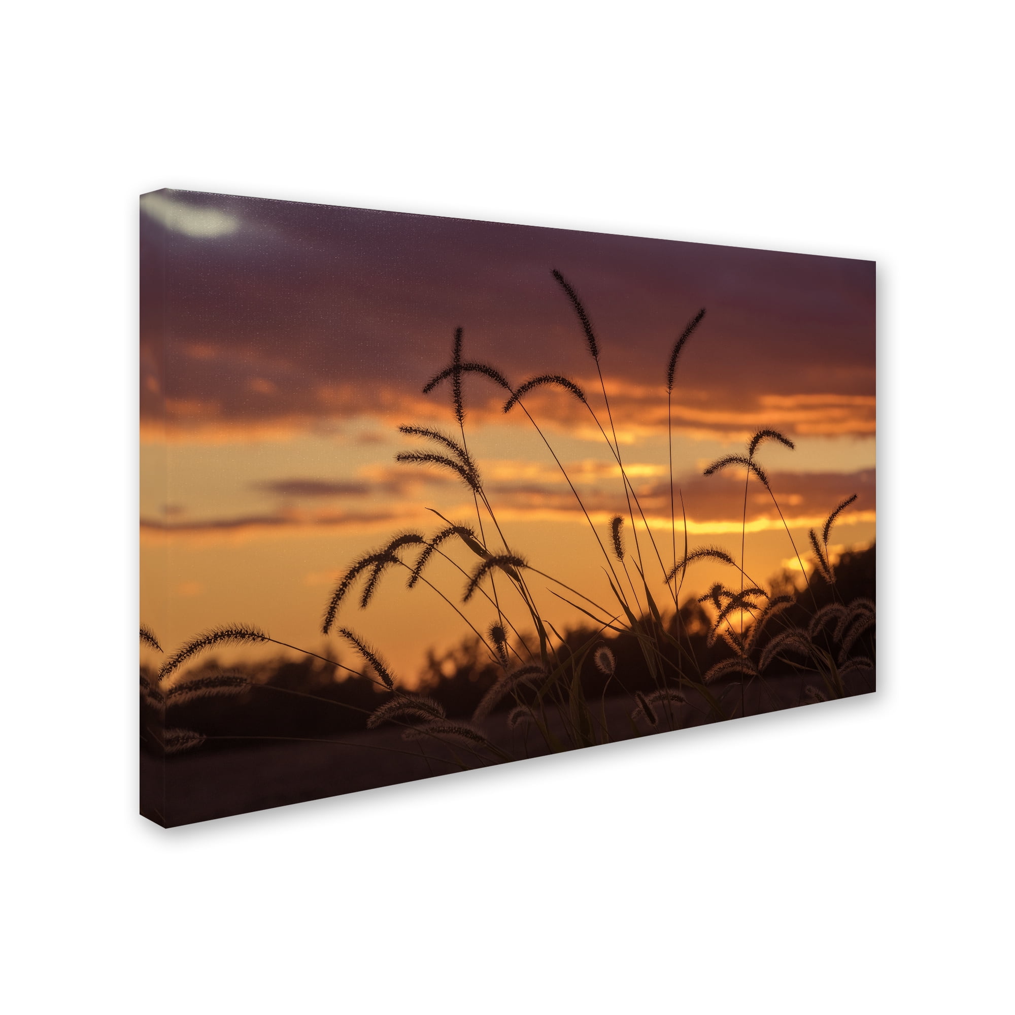 Trademark Fine Art "Weeds" Canvas Art by Jason Shaffer