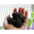 thumbnail image 4 of Ahpahchee BlackBerry Plant - 10 Live Starter Plants - Rubus - Fruit Trees for The Patio and Garden, 4 of 4