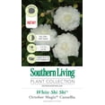 thumbnail image 4 of Southern Living October Magic Shi Shi Camellia Live Shrub in 2.5-Quart Grower Pot, 4 of 6