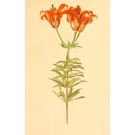 Lilies & Orchids 1906 Wood Lily Canvas Art - Rosina C Boardman (24 x 36)