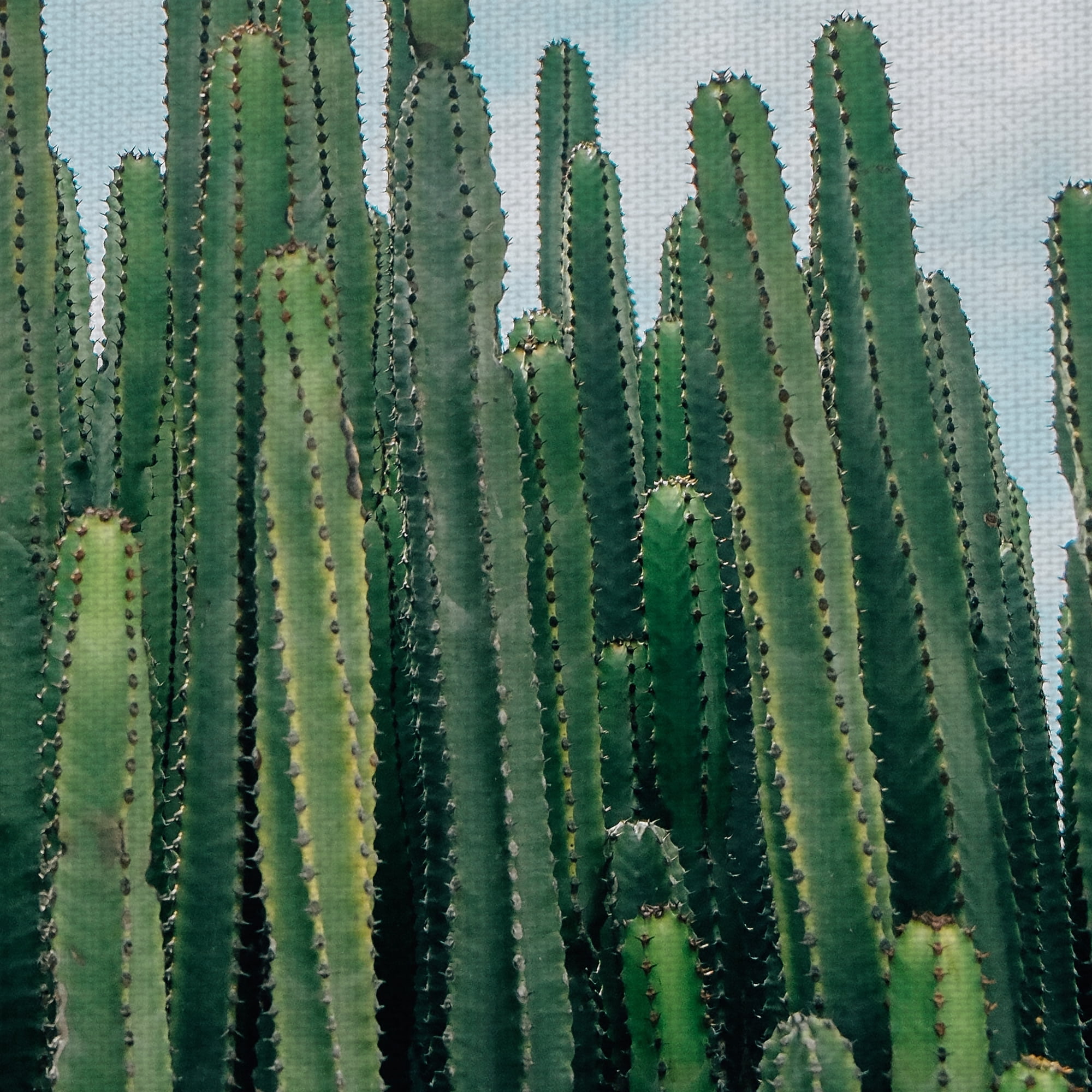 Masterpiece Art Gallery Cactus Greens Desert Sky By David Sola Canvas Art Print 30" x 40"