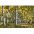 thumbnail image 2 of Head, Danny 14x11 White Modern Wood Framed Museum Art Print Titled - Aspen Grove II, 2 of 4