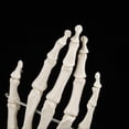 thumbnail image 4 of Medical Anatomical Life size Human Hand Joint Study Skeleton Model, 4 of 4