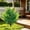 Green-GN, variant on Artificial Ground Stake, Spring Fern Faux Greenery Bush, Realistic Outdoor Landscape Greenery,for Garden Patio Flower Bed Pathway Lawn and Outdoor Border Decoration