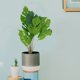thumbnail image 4 of NUOLUX 1Ud Planta Decorativa Artificial Con Hojas Simuladas Para Fiestas Banquetes Y Hogar, 4 of 6