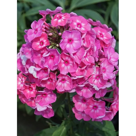 50 Bubblegum Pink Phlox Seeds