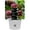 Multi-colored 2, variant on PhooArto Navy Blue Pineapple Pattern Plug in LED Night Light Auto Sensor Dusk to Dawn Decorative Night for Bedroom, Bathroom, Kitchen, Hallway, Stairs, Baby's Room, Energy Saving