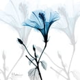 thumbnail image 2 of Koetsier, Albert 12x12 White Modern Wood Framed Museum Art Print Titled - Hibiscus Azure, 2 of 4