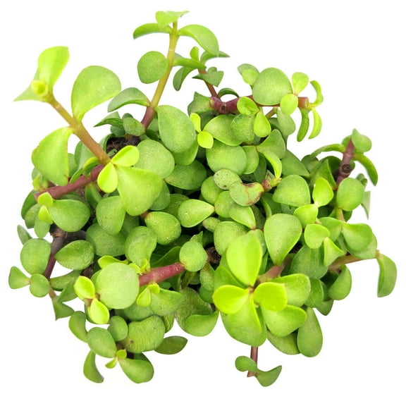 Portulacaria afra Decumbent (2"  Plastic Pot) - Dwarf Jade Plant - Elephant Bush Plant - Tiny, Lovely, Easy to Care Succulents for Beginners - Live Healthy Succulent for Home Office
