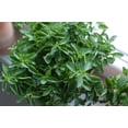 thumbnail image 4 of Oregano Vulgare Herb Seeds/ Perennial/Full Sun/8K Seeds 1/2 Gram/Zellajake Farm and Garden - B193, 4 of 5