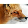 thumbnail image 2 of Turgeon, Alain 18x14 White Modern Wood Framed Museum Art Print Titled - Red Fox, 2 of 4
