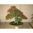 thumbnail image 3 of 25 SCARLET FIRETHORN Pyracantha Coccinea Bush Shrub Flower Seeds, 3 of 5
