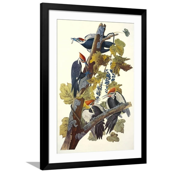 Art.com Pileated Woodpecker Art Print by John James Audubon, Black Frame Wall Art, 32" x 44"