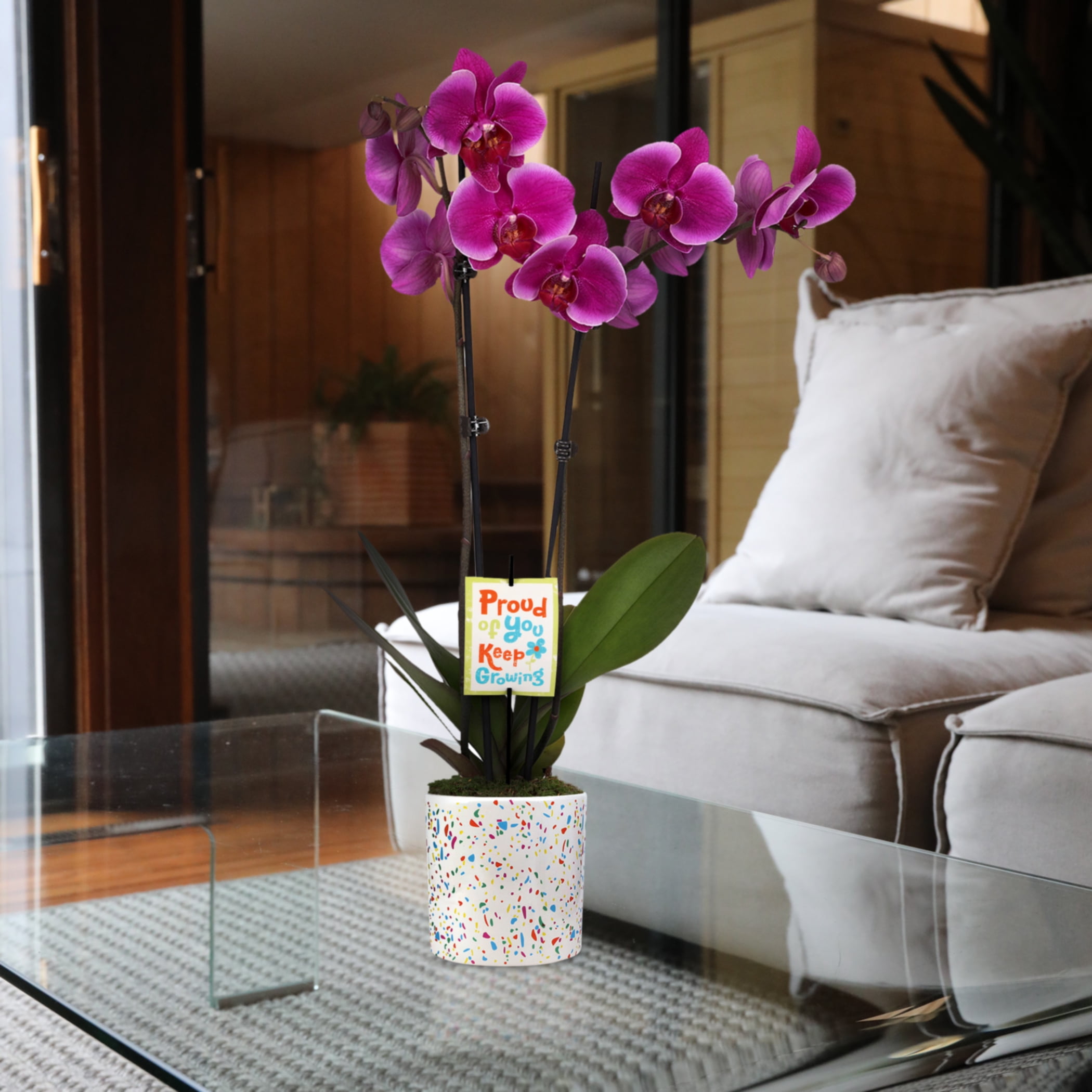 5" Magenta Orchid in Terrazzo Pink Planter – Proud of You