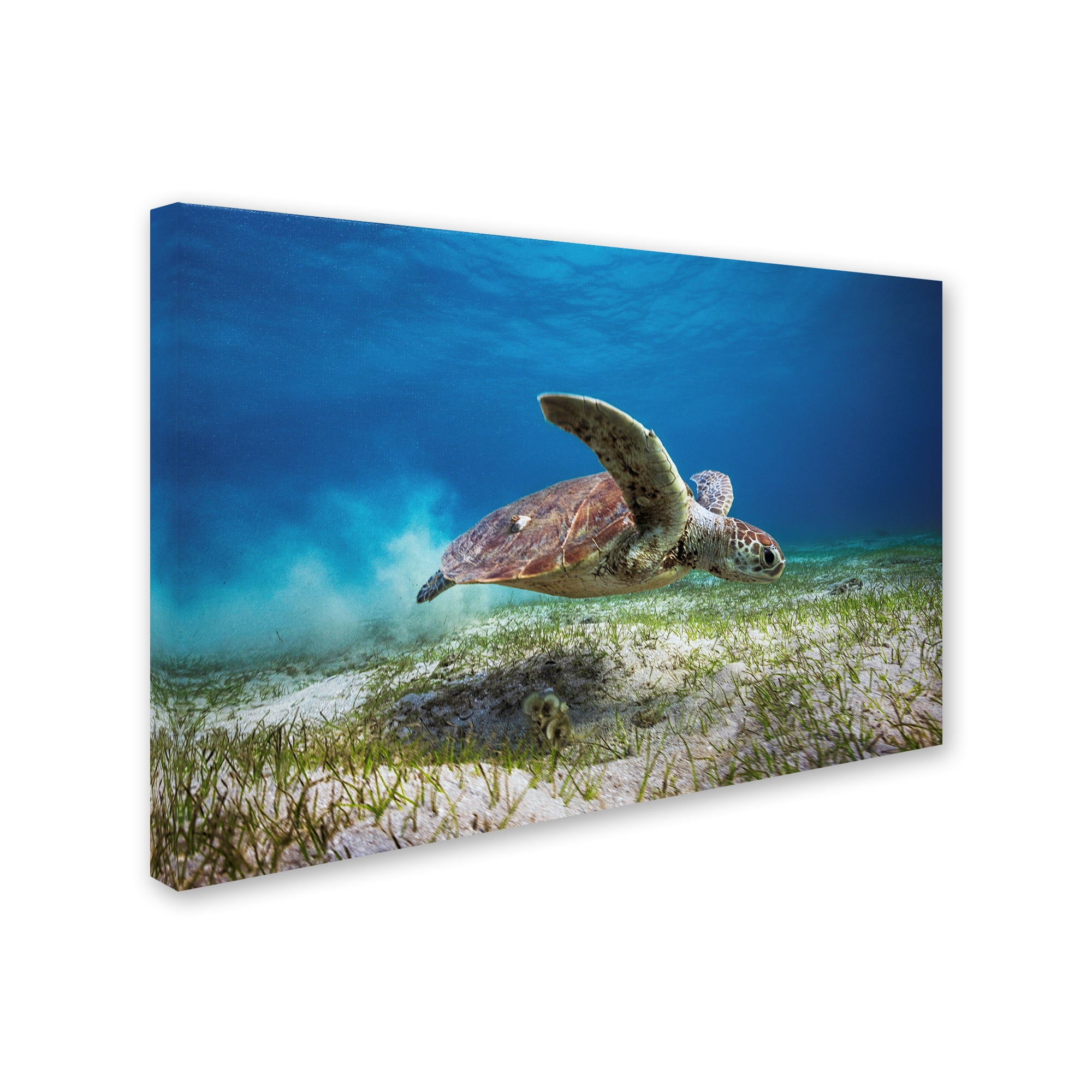 Take Off' Canvas Art by Barathieu Gabriel