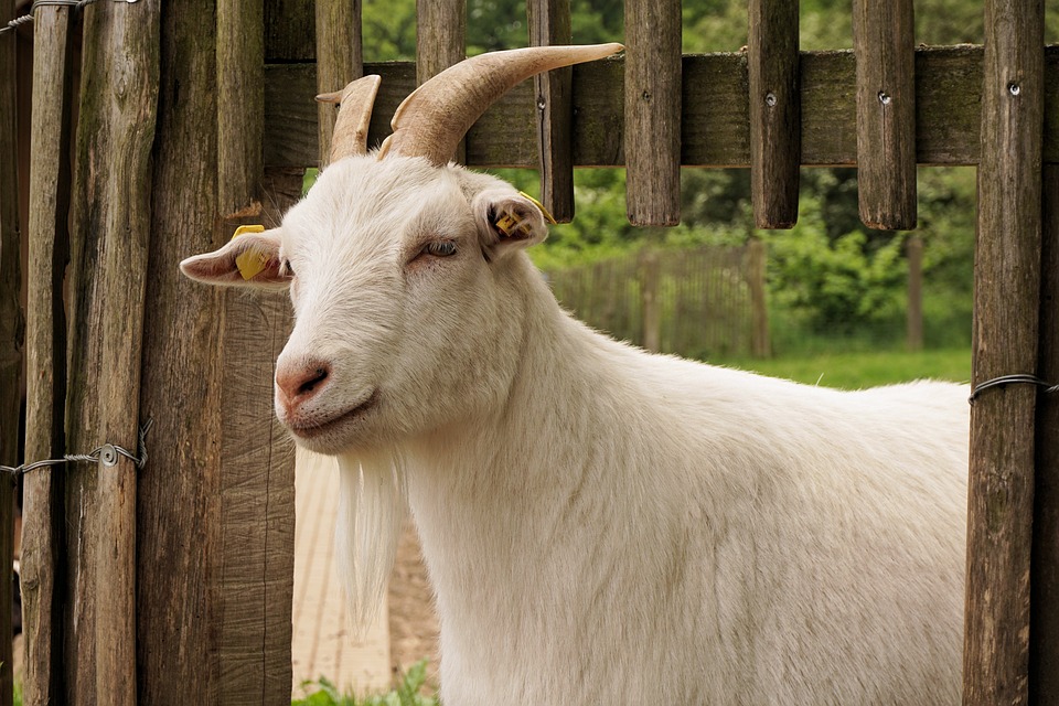 Goat Horns Animal Domestic Goat Pet Billy Goat20 Inch By 30 Inch