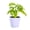 Lavender, variant on Live Swiss Cheese Plant, Monstera Adansonii Vine, Air Purifying 4 inch Diameter Live Plant Grown in USA
