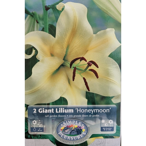 Honeymoon Oriental Trumpet Lily - 2 Bulbs 14/16 cm - Yellow/Gold -  