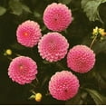 thumbnail image 3 of 40+ Rare Seeds-Betty Anne Dahlia Seeds-#D017-Authentic Seeds-Flowers-Seeds-Rose seeds-Herb seeds-Vegetable Seeds-Mix Seeds for Plant- B3G1, 3 of 4