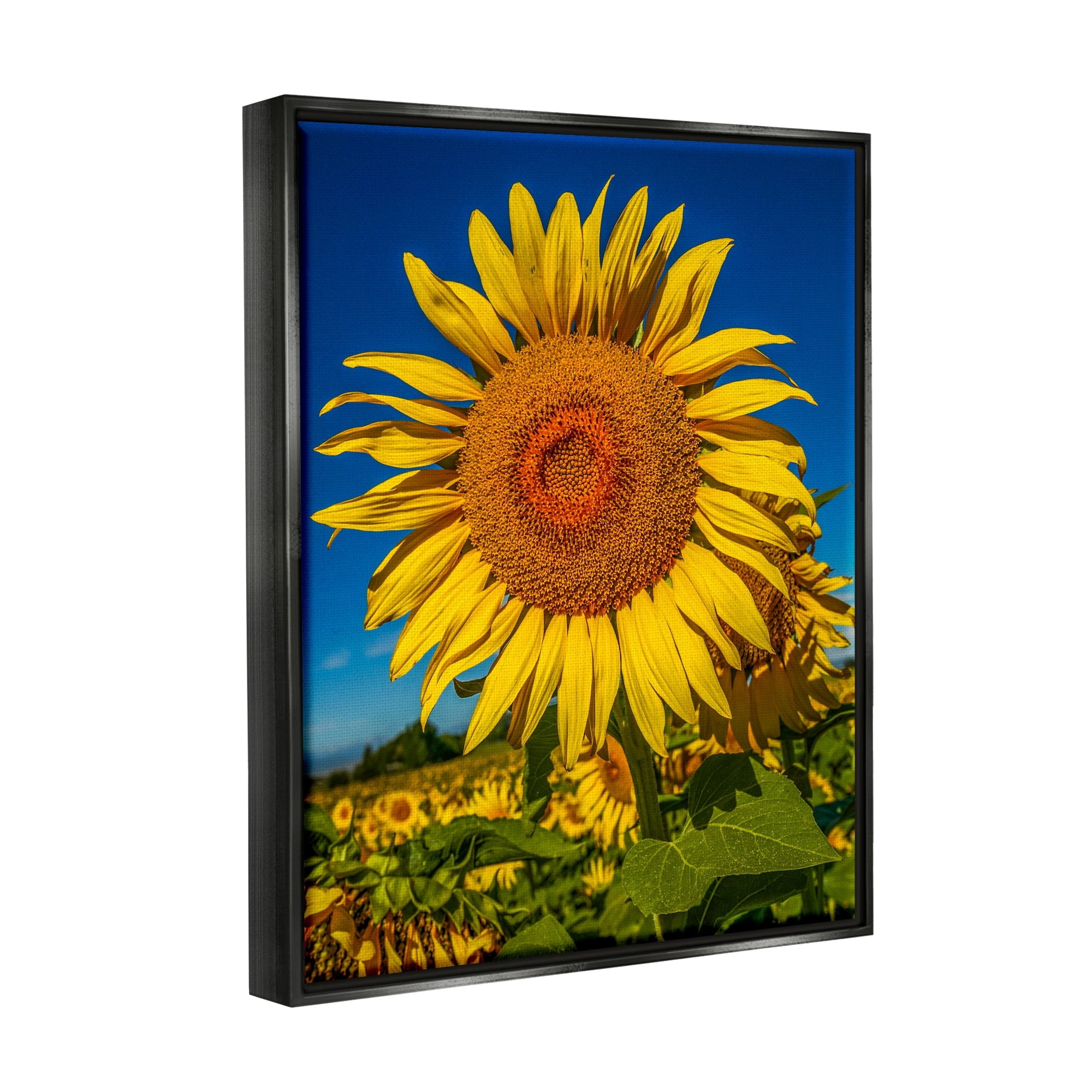 Stupell Industries Summery Sunflower Plant Blooming Summertime Clear Sky Photograph Jet Black Floating Framed Canvas Print Wall Art, Design by Steve Smith