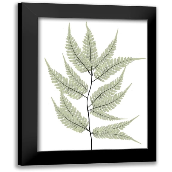 Koetsier, Albert 12x14 Black Modern Framed Museum Art Print Titled - Fern Tree