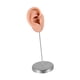 thumbnail image 5 of Expositor de pendientes de silicona con forma de oreja, maniquí realista reutilizable para el hogar. Bien, 5 of 9