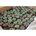 thumbnail image 3 of The Succulent Source 2" Rosette Succulents Live Plants in 2" Plastic Square Pots (10 Count), 3 of 4