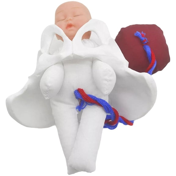 Clinical Teaching Gestation Pelvis Model For Childbirth Education Realistic Structural PVC Training Tool