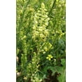 thumbnail image 3 of Earthcare Seeds - Mignonette 250 Seeds (Reseda Odorata) Heirloom - Open Pollinated, 3 of 5