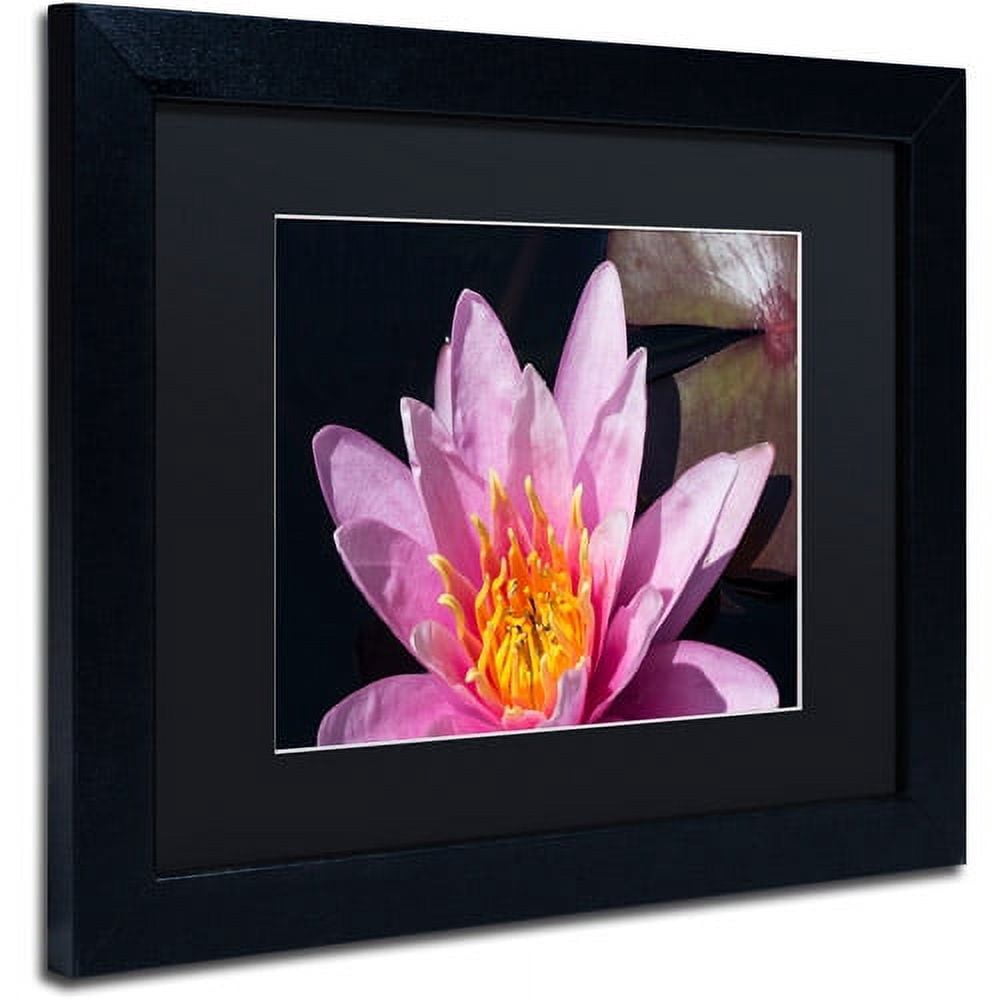 Trademark Fine Art "Pink Lotus" Canvas Art by Kurt Shaffer Black Matte, Black Frame