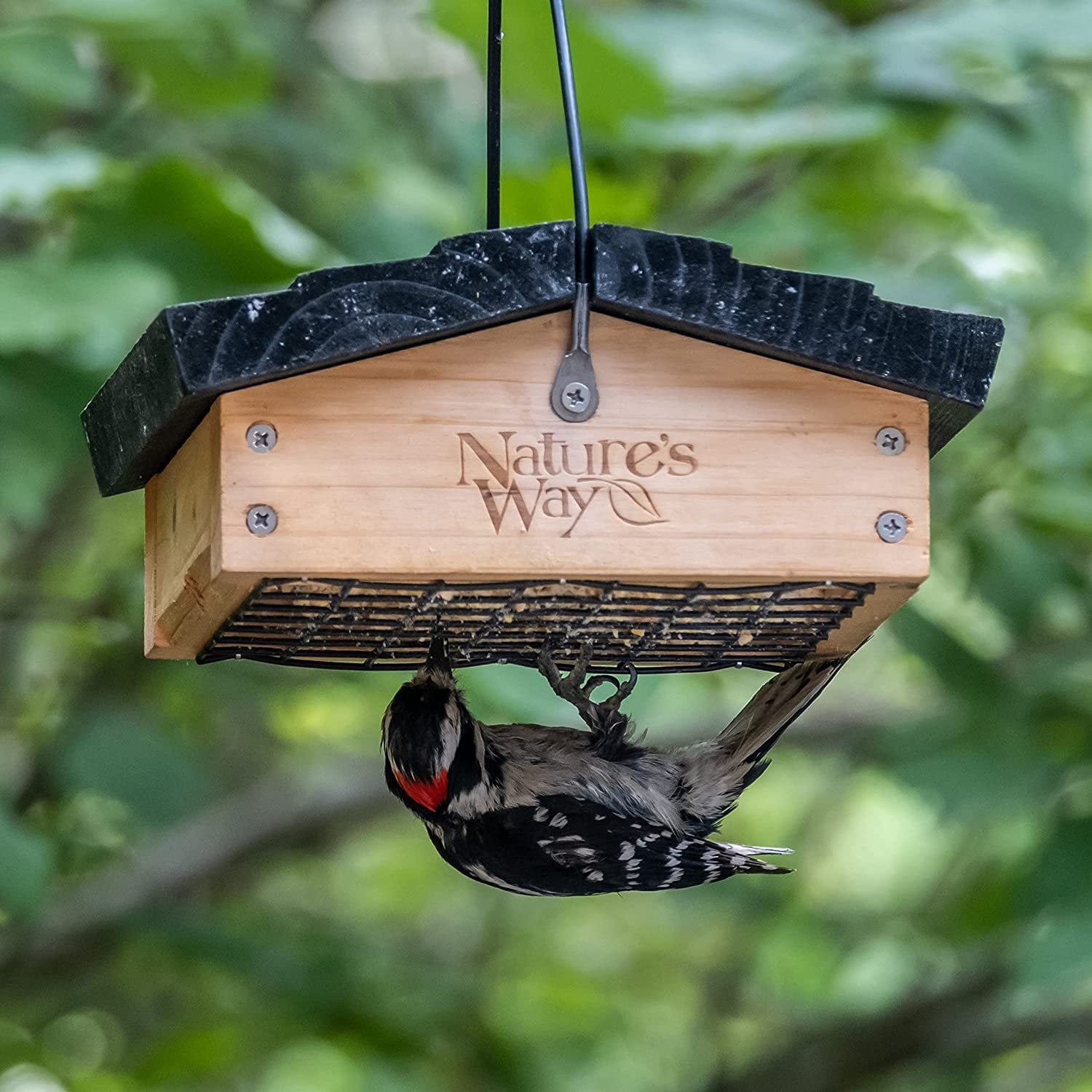 Nature's Way Bird Products Cedar Upside-Down 1-Cake Multi-Bird Suet Feeder, 1 lb Capacity