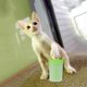 thumbnail image 5 of FLhrweasw Pet Foot Washer Cup Dog Wash Tools Cepillo cerdas silicona suave y suave (3)-195579.03, 5 of 6