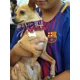 thumbnail image 4 of Collar Artesanal Para Perro O Gato, Marieta Linda, Cl-00009, 4 of 5