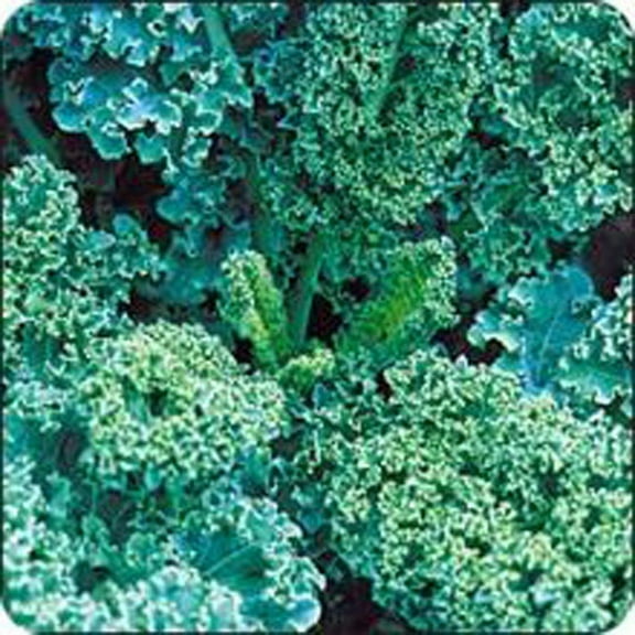 Kale, VATES Blue Curled Scotch Kale Seeds, 500 Seeds PER Package, Non GMO, Delicious in Salads