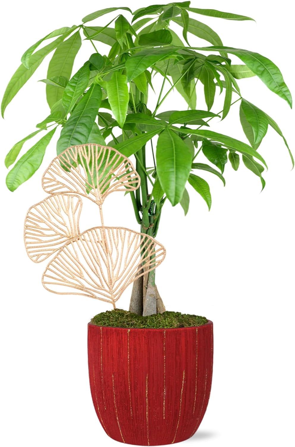 are snake plants Sansevieria Zeylanica, Snake Plants main image 0