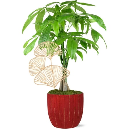 Just Add Ice 14-16" Money Tree in 5" Red Ceramic with Gold Leaf Pick, Live Plant, Indirect Light, Indoor House Plant